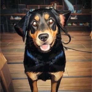 Nikita - picture of a Rottweiler